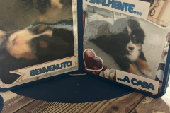 blog-il-murrillo-mini-album-stella-le-insolite-4