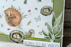 born-to-be-wild-04